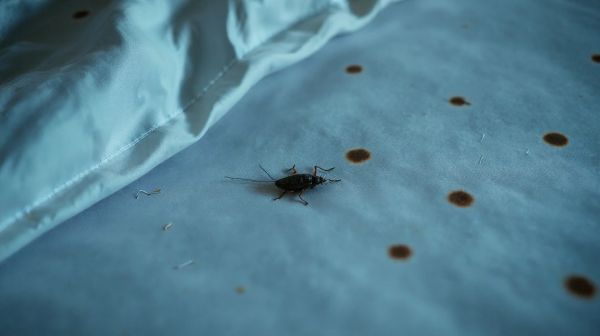 Liste des signes révélant la présence de punaises de lit